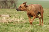 RODESIAN RIDGEBACK 171